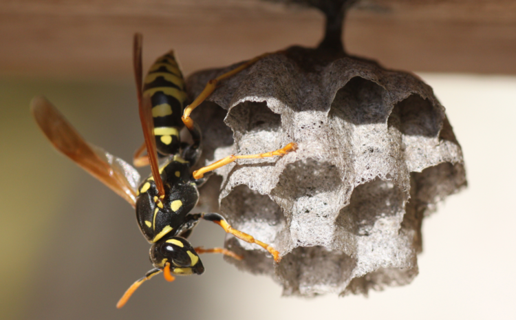  Managing Wasps in Residential Areas: A Guide to Pest Control