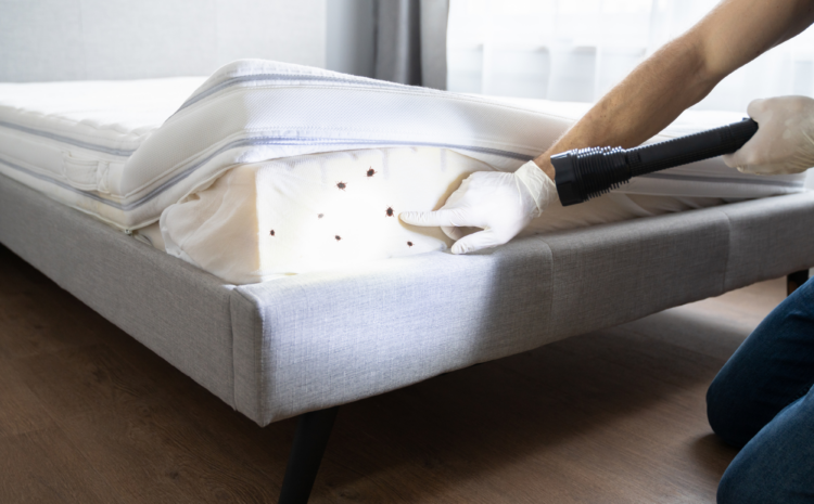  Battling Bed Bugs: A Guide to Effective Pest Control in Residential Areas