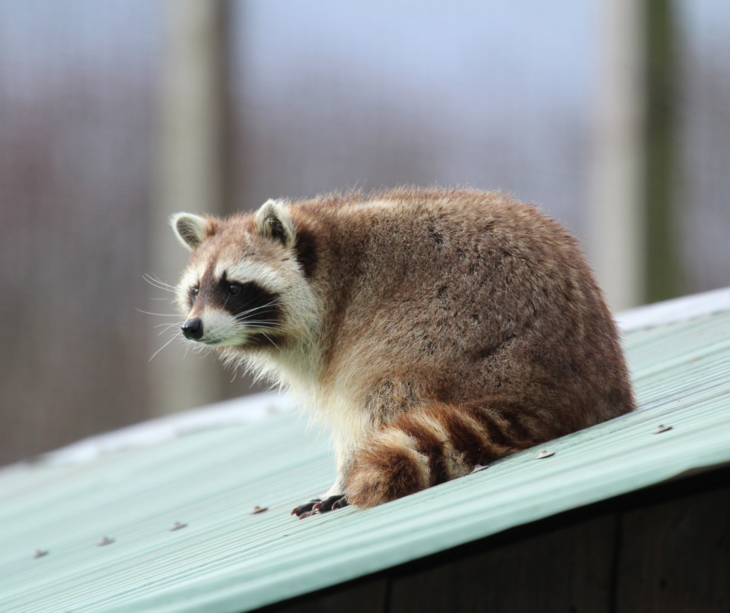 The Raccoon Ruckus: Uninvited Guests in Residential Areas and the
