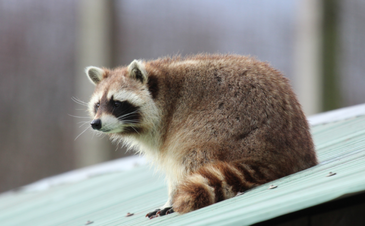 The Raccoon Ruckus: Uninvited Guests in Residential Areas and the Importance of Pest Control