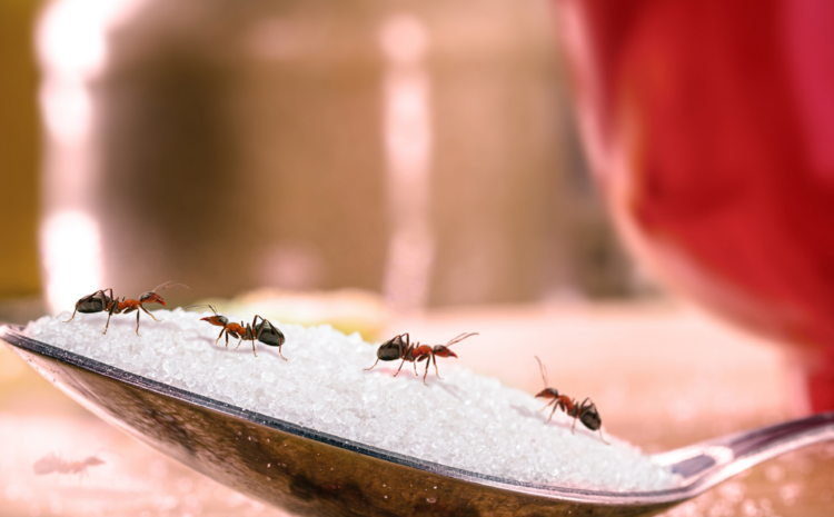  The Ant Problem: Why DIY Solutions Fail and When to Call Professional Pest Control