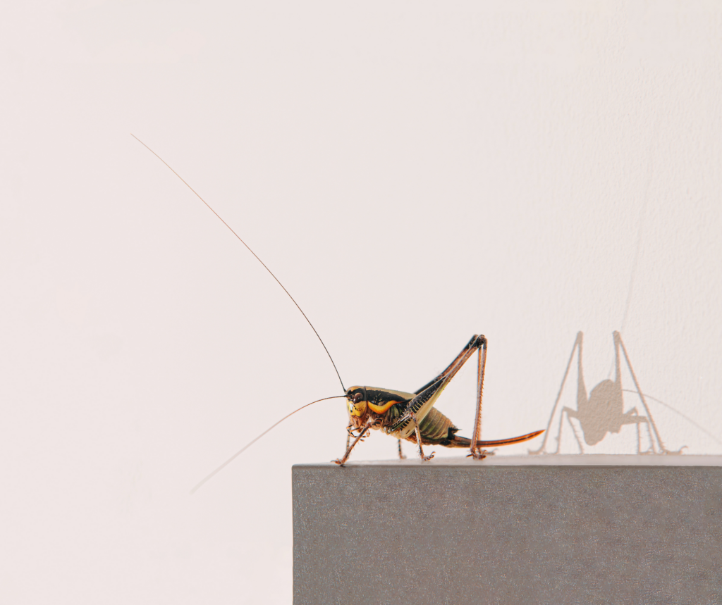 Crickets and Pest Control: How to Keep These Noisy Pests