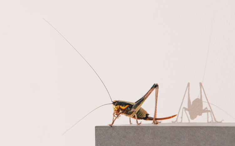  Crickets and Pest Control: How to Keep These Noisy Pests at Bay